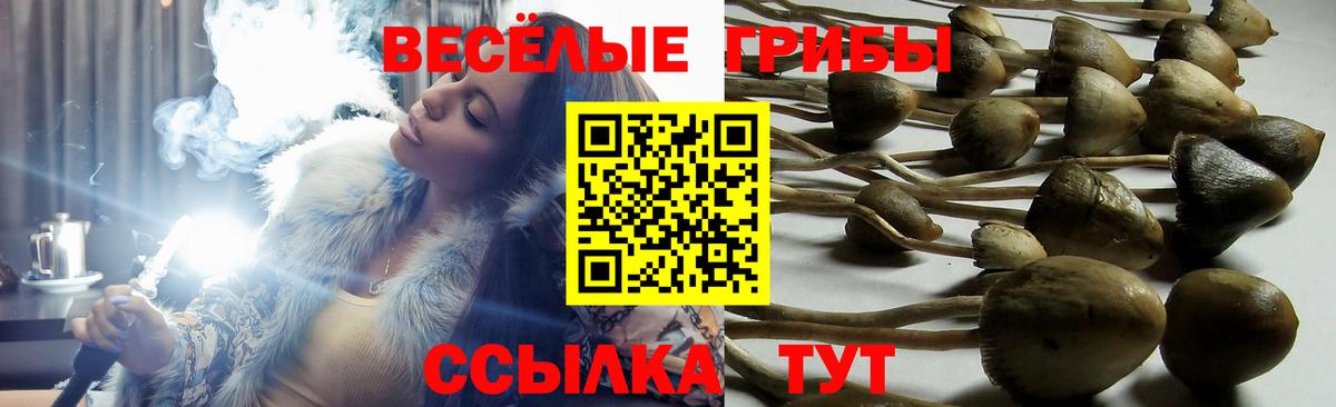 Тула  Псилоцибиновые грибы Psilocybine cubensis  Вход с VPN  Галлюциногенные грибы Magic Shrooms 